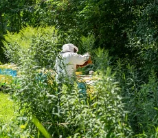 Maitre-et-compagnon-apiculture3