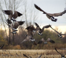 ornithologie-2