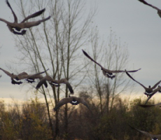 ornithologie-3